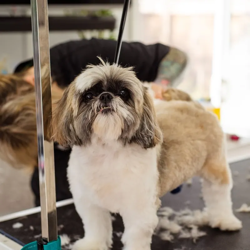 Cachorro shih tzu já tosado, em pé sobre a mesa do salão