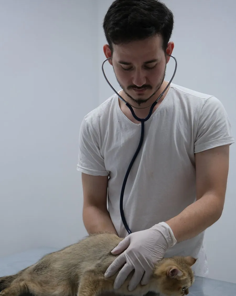 Veterinário com estetoscópio examinando um gato laranja na mesa de consulta